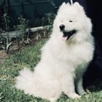Родились щенки! 08.07.2025 г.Москва