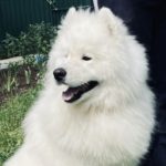 Родились щенки! 08.07.2025 г.Москва