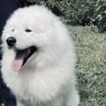 Родились щенки! 08.07.2025 г.Москва