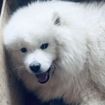 Родились щенки! 08.07.2025 г.Москва