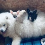 Родились щенки! 08.07.2025 г.Москва